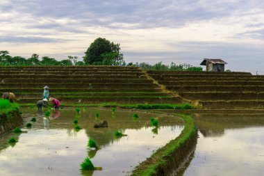Beautiful morning view indonesia panorama landscape paddy fields with beauty color and sky natural light