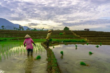 Beautiful morning view indonesia panorama landscape paddy fields with beauty color and sky natural light