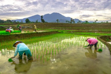 Beautiful morning view indonesia panorama landscape paddy fields with beauty color and sky natural light