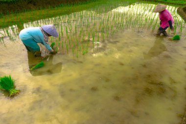 Beautiful morning view indonesia panorama landscape paddy fields with beauty color and sky natural light