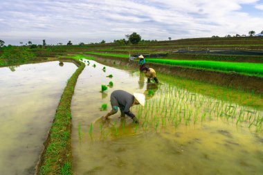 Beautiful morning view indonesia panorama landscape paddy fields with beauty color and sky natural light