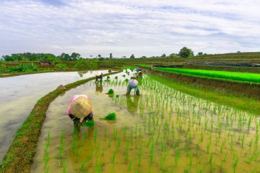 Beautiful morning view indonesia panorama landscape paddy fields with beauty color and sky natural light
