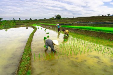 Beautiful morning view indonesia panorama landscape paddy fields with beauty color and sky natural light