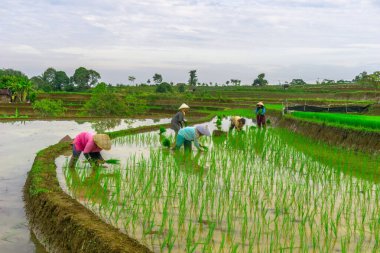 Beautiful morning view indonesia panorama landscape paddy fields with beauty color and sky natural light