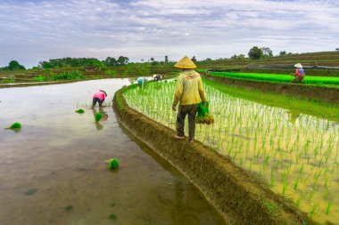 Beautiful morning view indonesia panorama landscape paddy fields with beauty color and sky natural light