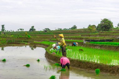 Beautiful morning view indonesia panorama landscape paddy fields with beauty color and sky natural light