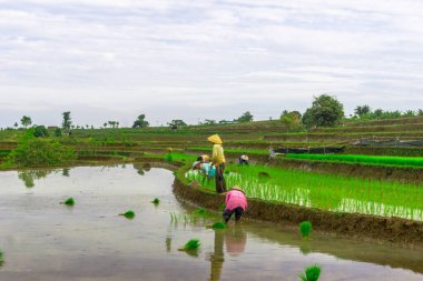 Beautiful morning view indonesia panorama landscape paddy fields with beauty color and sky natural light