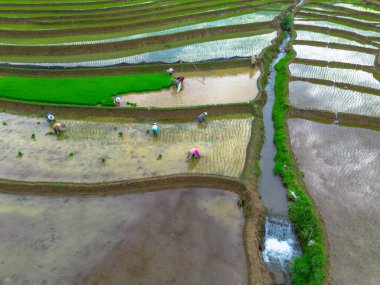 Beautiful morning view indonesia panorama landscape paddy fields with beauty color and sky natural light