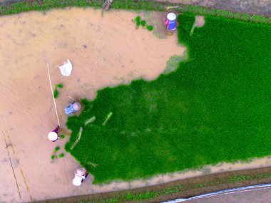Beautiful morning view indonesia panorama landscape paddy fields with beauty color and sky natural light