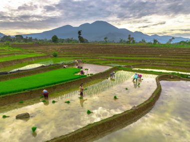 Beautiful morning view indonesia panorama landscape paddy fields with beauty color and sky natural light