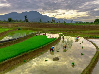 Beautiful morning view indonesia panorama landscape paddy fields with beauty color and sky natural light