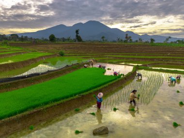 Beautiful morning view indonesia panorama landscape paddy fields with beauty color and sky natural light