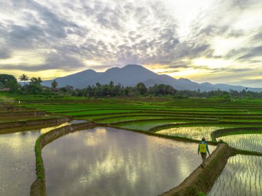 Beautiful morning view indonesia panorama landscape paddy fields with beauty color and sky natural light