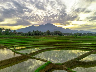 Beautiful morning view indonesia panorama landscape paddy fields with beauty color and sky natural light