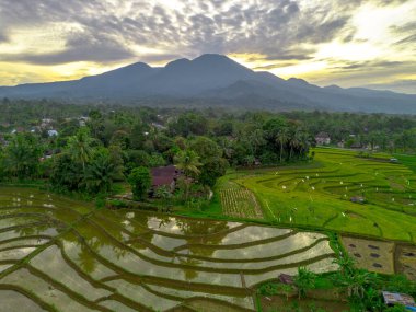 Beautiful morning view indonesia panorama landscape paddy fields with beauty color and sky natural light