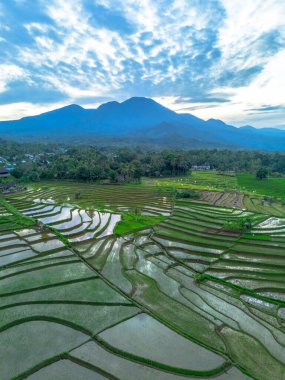 Beautiful morning view indonesia panorama landscape paddy fields with beauty color and sky natural light