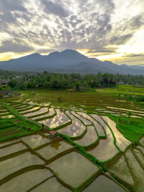 Beautiful morning view indonesia panorama landscape paddy fields with beauty color and sky natural light