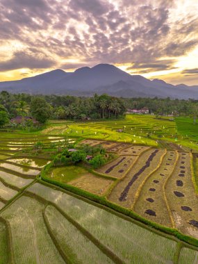 Beautiful morning view indonesia panorama landscape paddy fields with beauty color and sky natural light