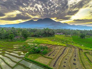 Beautiful morning view indonesia panorama landscape paddy fields with beauty color and sky natural light