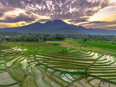 Beautiful morning view indonesia panorama landscape paddy fields with beauty color and sky natural light