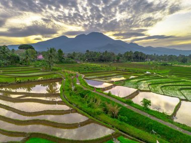 Beautiful morning view indonesia panorama landscape paddy fields with beauty color and sky natural light