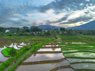 Beautiful morning view indonesia panorama landscape paddy fields with beauty color and sky natural light