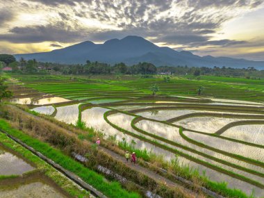 Beautiful morning view indonesia panorama landscape paddy fields with beauty color and sky natural light