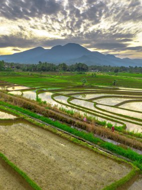 Beautiful morning view indonesia panorama landscape paddy fields with beauty color and sky natural light
