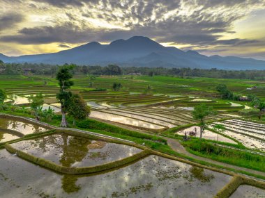 Beautiful morning view indonesia panorama landscape paddy fields with beauty color and sky natural light