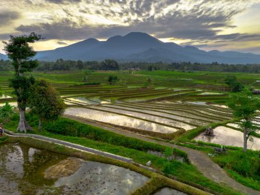 Beautiful morning view indonesia panorama landscape paddy fields with beauty color and sky natural light
