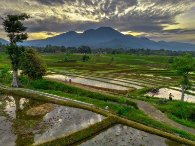 Beautiful morning view indonesia panorama landscape paddy fields with beauty color and sky natural light