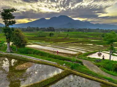 Beautiful morning view indonesia panorama landscape paddy fields with beauty color and sky natural light