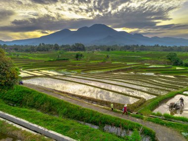 Beautiful morning view indonesia panorama landscape paddy fields with beauty color and sky natural light