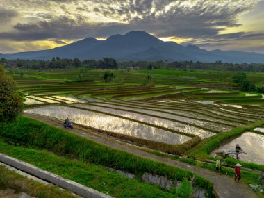 Beautiful morning view indonesia panorama landscape paddy fields with beauty color and sky natural light