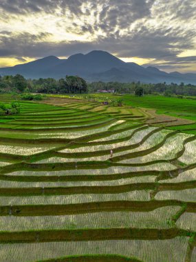 Beautiful morning view indonesia panorama landscape paddy fields with beauty color and sky natural light