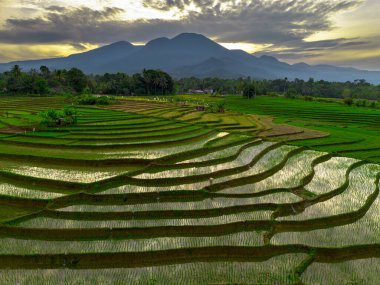 Beautiful morning view indonesia panorama landscape paddy fields with beauty color and sky natural light