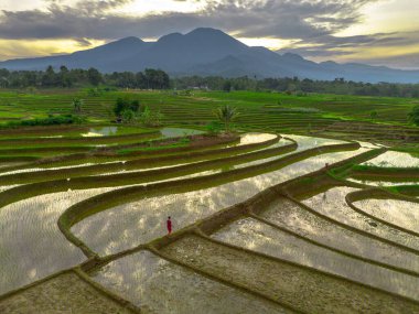 Beautiful morning view indonesia panorama landscape paddy fields with beauty color and sky natural light
