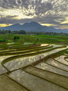 Beautiful morning view indonesia panorama landscape paddy fields with beauty color and sky natural light
