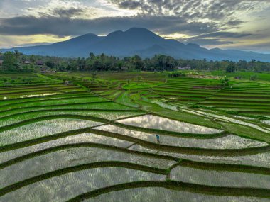 Beautiful morning view indonesia panorama landscape paddy fields with beauty color and sky natural light