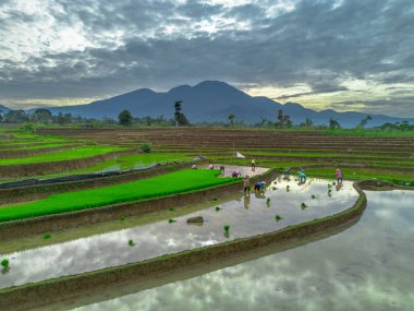 Beautiful morning view indonesia panorama landscape paddy fields with beauty color and sky natural light