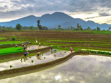 Beautiful morning view indonesia panorama landscape paddy fields with beauty color and sky natural light