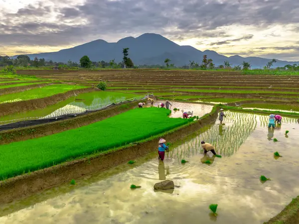 Beautiful morning view indonesia panorama landscape paddy fields with beauty color and sky natural light