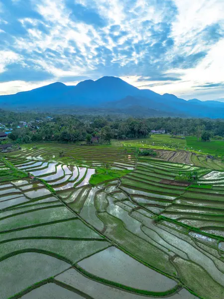 Beautiful morning view indonesia panorama landscape paddy fields with beauty color and sky natural light