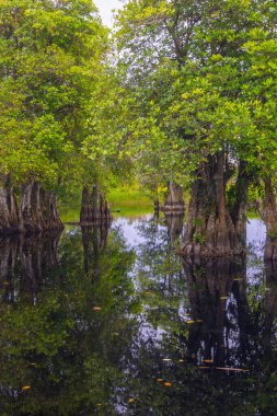 Endonezya 'nın güzelliği, gün batımında mangrov ormanları ve plajları.