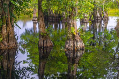Endonezya 'nın güzelliği, gün batımında mangrov ormanları ve plajları.