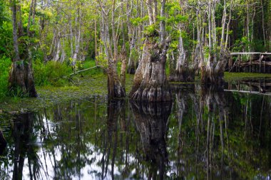 Endonezya 'nın güzelliği, gün batımında mangrov ormanları ve plajları.