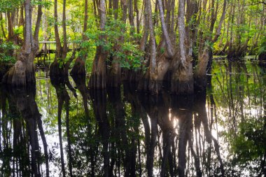 the beauty of Indonesia with mangrove forests and beaches at sunset