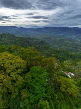 Endonezya 'nın güzelliği, gün batımında mangrov ormanları ve plajları.