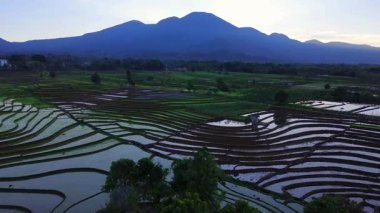 Beautiful morning view indonesia panorama landscape paddy fields with beauty color and sky natural light