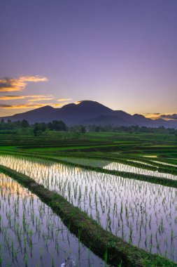 Beautiful morning view indonesia panorama landscape paddy fields with beauty color and sky natural light